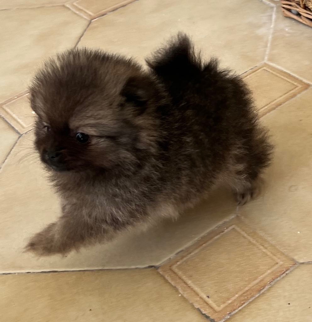 Perles Argentées - Chiots disponibles - Spitz allemand