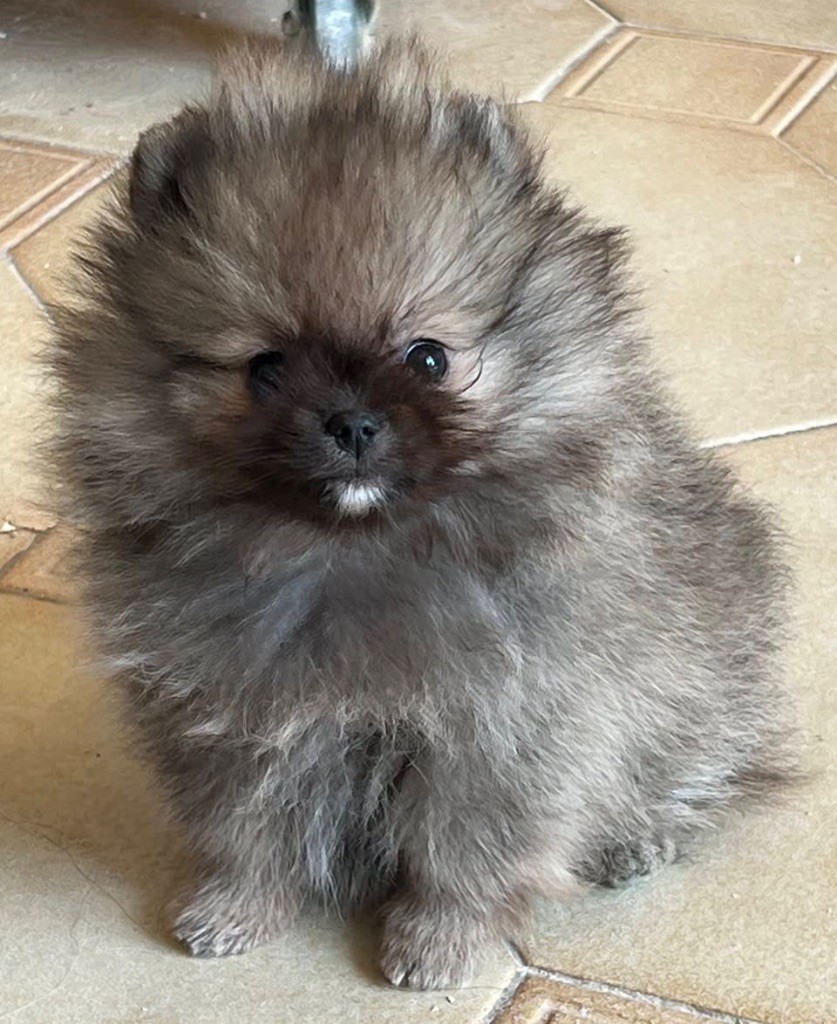 Perles Argentées - Chiots disponibles - Spitz allemand