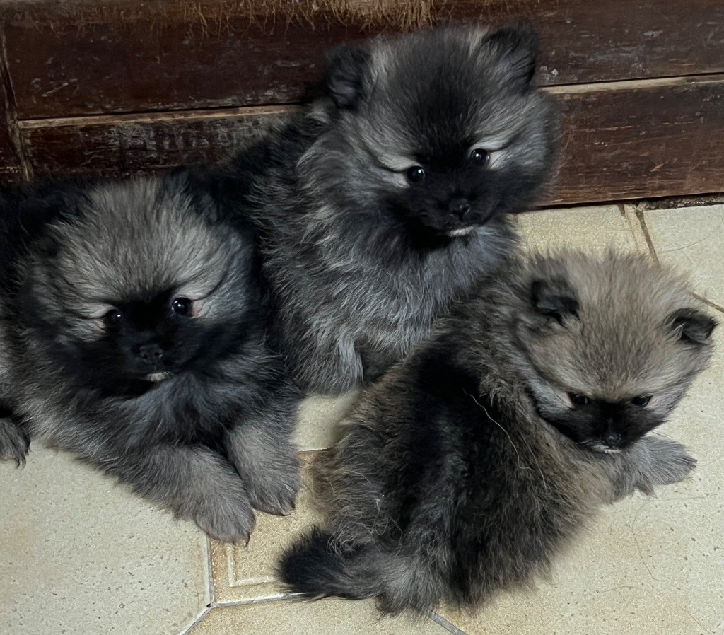 Perles Argentées - Chiots disponibles - Spitz allemand